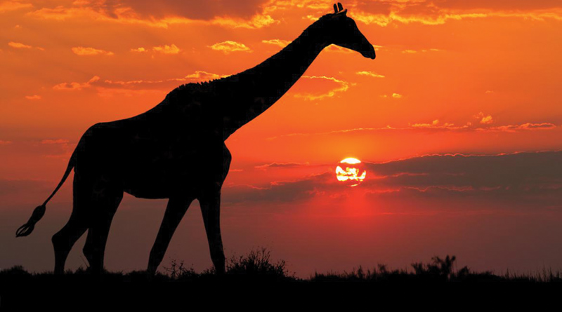 Imagem de uma girafa - Foto Turismo Moçambique
