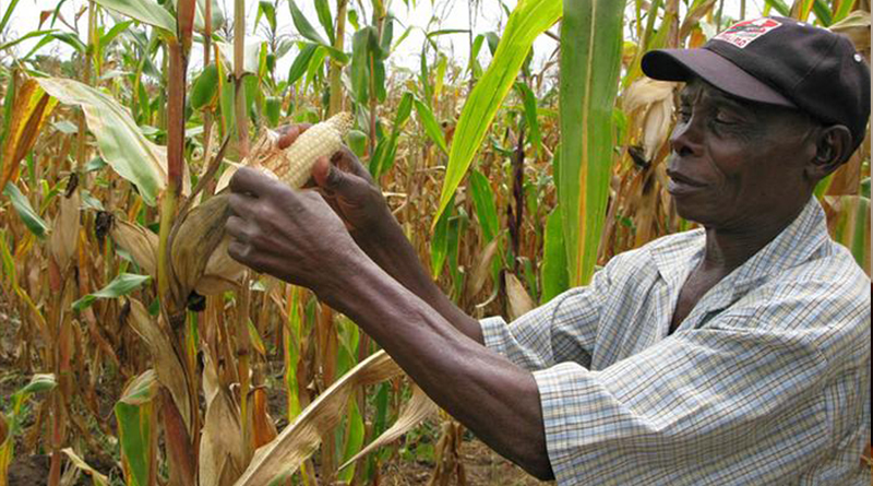 Campo agrícola