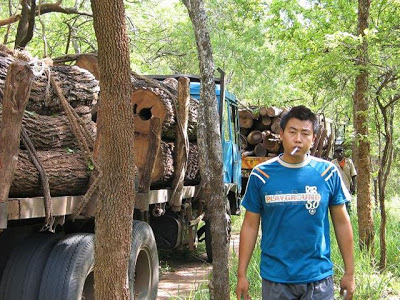 Criminosos ambientais em Moçambique