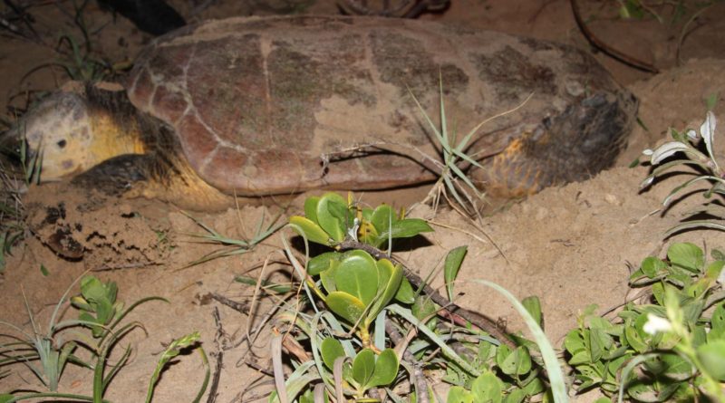 Aumentam tartarugas em Maputo