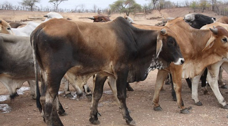 Roubo de gado cada vez mais gritante no posto Administrativo de Zitundo, distrito de Matutuine