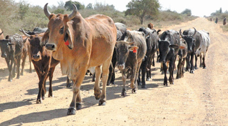 Criador José Namuburete recupera todo o seu gado que havia sido roubado no no dia 25 de Julho na região de Zitundo, distrito de Matutuine
