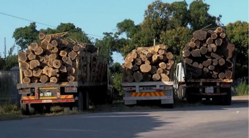 Interdita a circulação nocturna de camioes transportando toros de madeira no âmbito das medidas para reforçar a segurança rodoviária