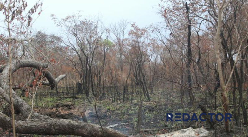Contrabando dos recursos florestais em crescendo nos últimos seis meses na província de Manica, Centro de Moçambique, de acordo com dados disponíveis
