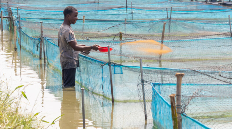 Populações de peixes de água doce em declínio
