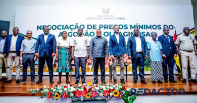Sobe em 22,7% preço do quilo de algodão para tentar recuperar produtores